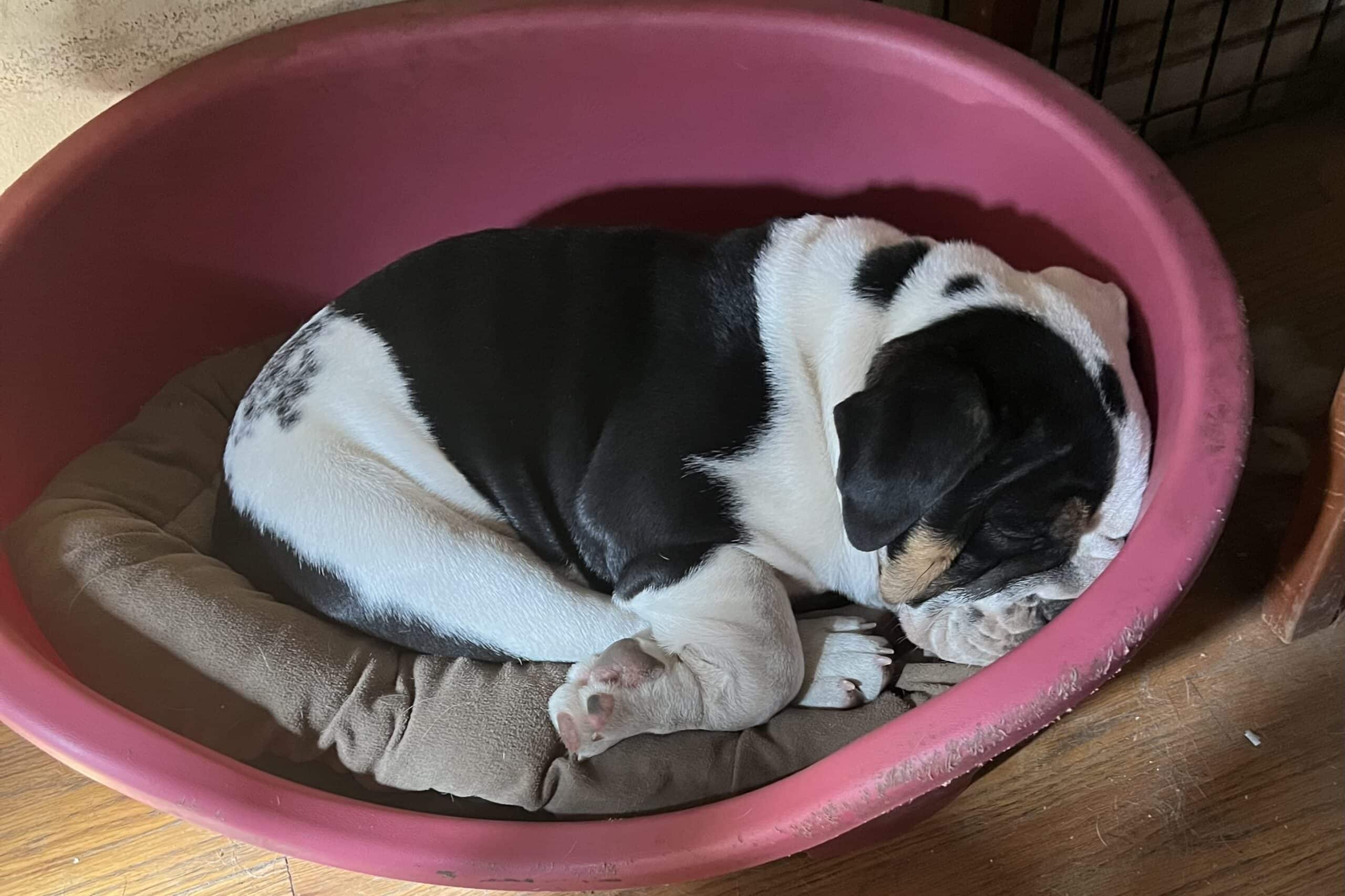 Puppy Sleeping