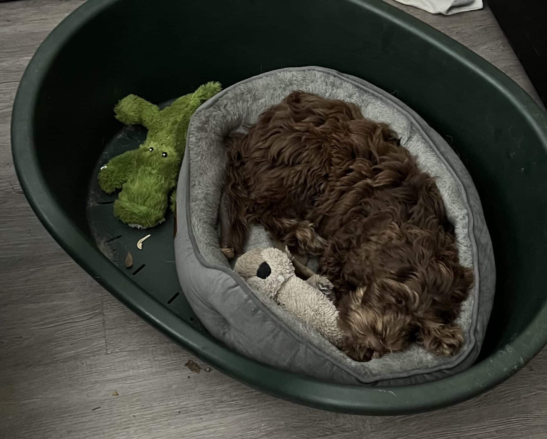 5 Sanity-Saving Tools for New Puppy and Dog Guardians 2 IMG 9645 1