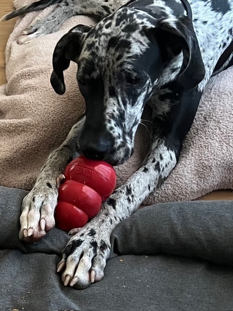Your Puppy’s First July 4th 3 cute pup with Kong