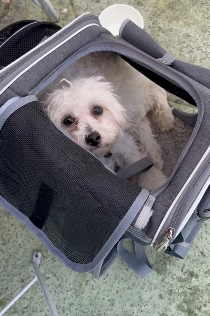 puppy in carrier